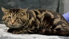 Shelter cat who went viral thanks to 'sad and depressed' photo is now helping other cats get adopted