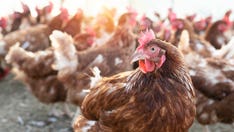 Avian influenza: Symptoms of the disease and how it affects birds and humans