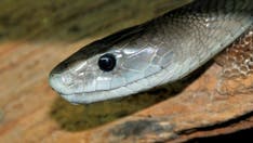 African schoolgirl dies less than 30 minutes after being bitten by black mamba in class: report