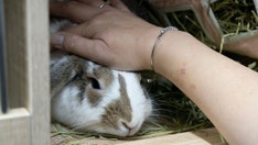 Pet rabbits are so popular in one city, 'luxury bunny resorts' have popped up to cater to them