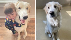 After 14 failed adoptions, North Carolina pup with 'unlucky' history goes viral, finally finds a home