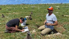 Hawaii seabirds, other species relocated by once-hesitant climate activists