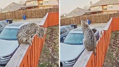 Texas family's Ring doorbell camera captures bobcat perched on their backyard fence: 'I was terrified'