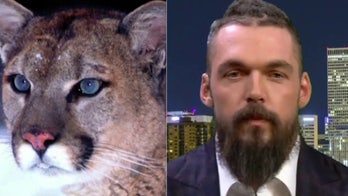 Ex-NFL player tracks and kills mountain lion terrorizing Colorado community: 'It beat me up bad'