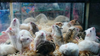 Hong Kong ends year-long hamster import ban: report