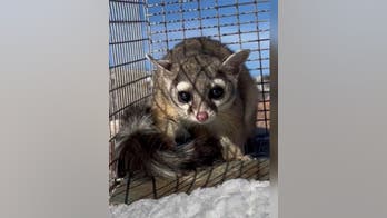 Colorado store staff discover rare ringtail cat living in shoe department for 3 weeks