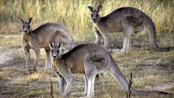 OR senator proposes ban on sale of kangaroo parts