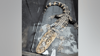 Abandoned alligator stashed in storage container found in New Jersey: 'Dangerous exotic species'
