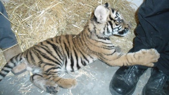 Bengal tiger cub found inside dog crate in trailer as Albuquerque police investigate shooting