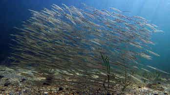 Microscopic organisms that make up the base of the ocean's food chain dying due to warming East Coast waters