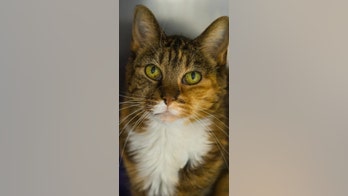 Cat in Utah seeks a lap to nap on: Gertrude is a 'gentle, older lady'