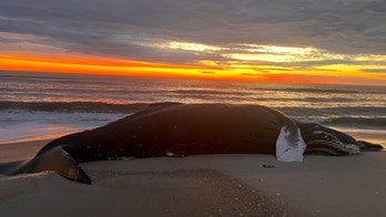 Humpback whale washes up on Maryland shore