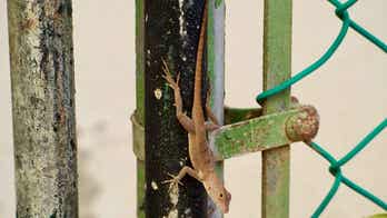 Lizards from the forests in Puerto Rico have genetically morphed to survive the city life