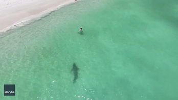 WATCH: Drone footage shows tiger shark swimming several feet from beachgoers - and they don't know it