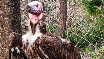 Dallas Zoo offers $10K reward after vulture's ‘suspicious’ death