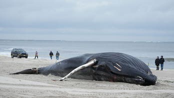 Mystery over whale deaths sparks alarm: We need to 'pause and investigate'