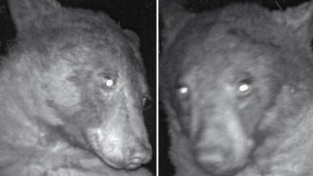 Colorado park shock: One bear took 400 'selfies' via trap cameras in the woods