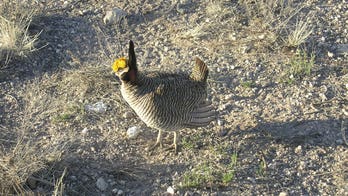 Biden administration delays protections for imperiled bat, prairie chicken