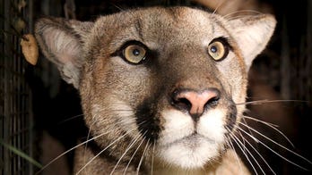 Cougar studied by CA biologists found dead likely due to vehicle collision