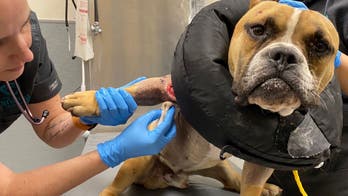 Vegas police investigating after dog found shot multiple times and with fractured skull