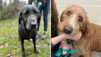 Pennsylvania breeder forced to surrender 21 dogs after tip claiming unsanitary living conditions