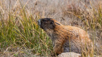 WV State Wildlife Center to host annual Groundhog Day event