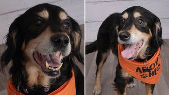 JCPenney partners with shelters to help senior dogs like Kofi of Texas find a home