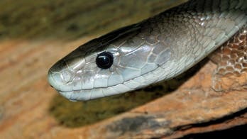 African schoolgirl dies less than 30 minutes after being bitten by black mamba in class: report