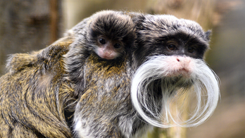 Dallas Zoo says two emperor tamarin monkeys were taken from their enclosure