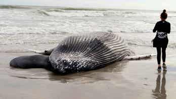 Beached whale in New Jersey was apparently struck by a vessel