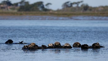 Sea otters petitioned to be reintroduced along West Coast