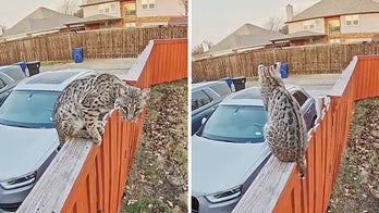 Texas family's Ring doorbell camera captures bobcat perched on their backyard fence: 'I was terrified'