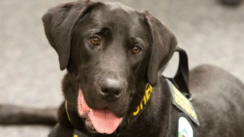 Utah sheriff’s office mourns death of ‘porn-sniffing dog’ that helped put pedophiles behind bars