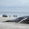 Republicans take aim at offshore wind as whale deaths surge: 'Moratorium on all projects'