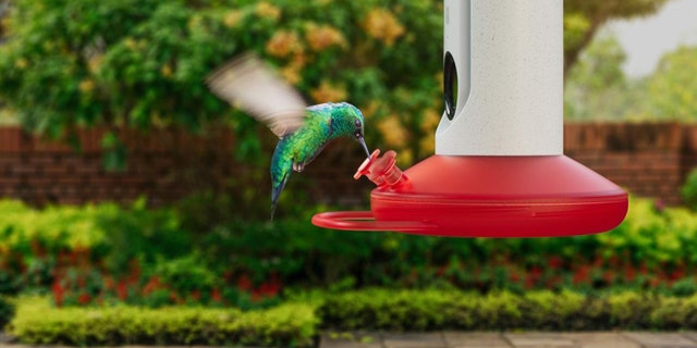The AI-powered hummingbird feeder comes with a camera that can take photos and videos of over 350 different species of hummingbirds.
