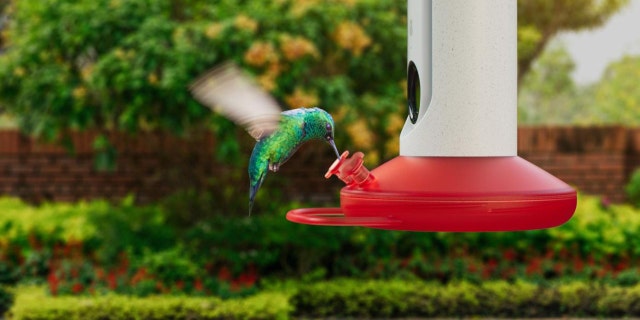 The AI-powered hummingbird feeder comes with a camera that can capture photos and videos of over 350 different hummingbird species.
