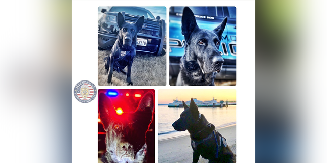 K9 Hobbs ha servido y se ha sacrificado como parte de una larga tradición de perros policía para el Departamento de Policía de Edmonds.