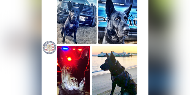 K9 Hobbs has served and sacrificed as part of a long tradition of police dogs for Edmonds PD.