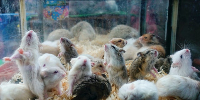 Hamsters for sale at a street market in Bandung, Indonesia, on Oct. 31, 2021.