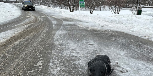 The baby seal had a snowy adventure over the New England time and persistently came ashore to the surprise of the local police department. 