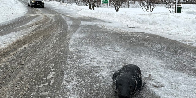 The baby seal had a snowy adventure over the New England time and persistently came ashore to the surprise of the local police department. 