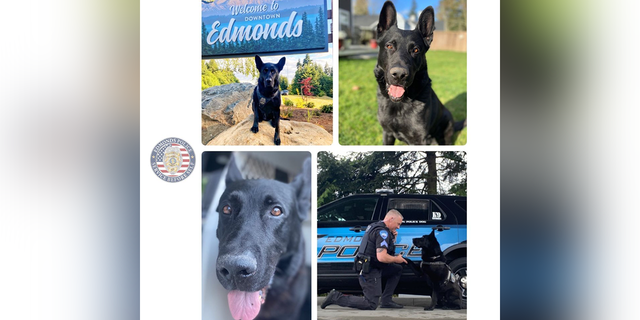 K-9 Hobbs and his partner, Sgt. Jason Robinson, have responded to more than 500 calls and events, apprehended about 166 suspects, and found 113 pieces of evidence,