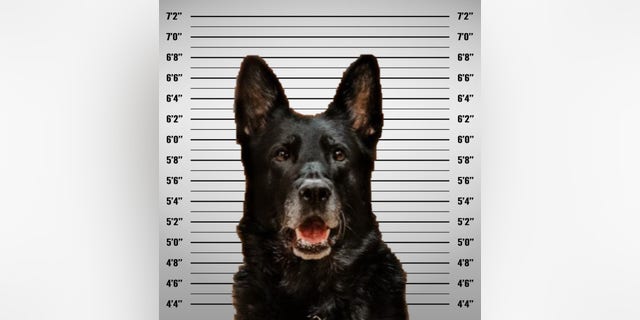 K-9 officer Ice was accused of nabbing another officer's lunch, according to the Wyandotte Police Department.