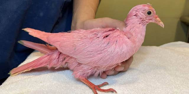 The pigeon was rescued after a Good Samaritan spotted the pink plume.