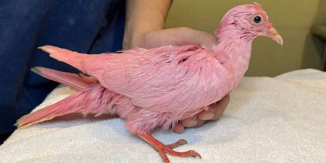 The pigeon was rescued after a Good Samaritan spotted the pink plume.