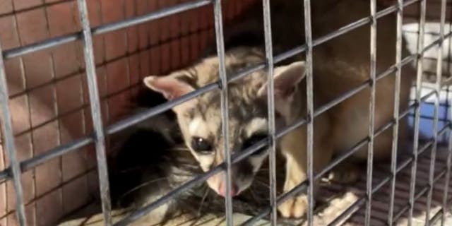 A ring-tailed cat has been caught in Coles' shoe department for three weeks.