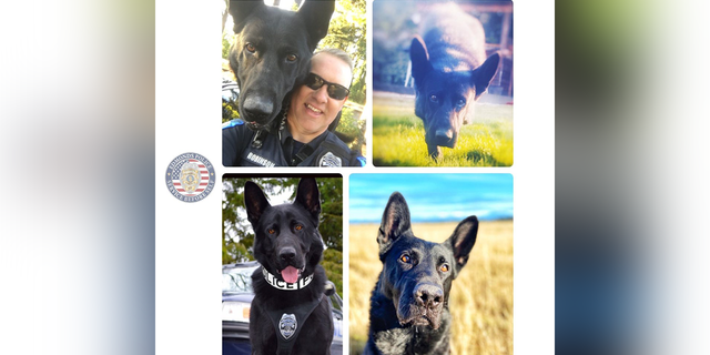 After nearly ten years of service, Police K-9 Hobbs will retire on January 26.