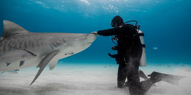 Paul de Gelder of California is shown interacting with a shark. "My goal," he told Fox News Digital, is "to show people the other side of sharks and my really amazing stories about them." He is hoping for people "to potentially fall in love with them and want to protect them, just like I do."