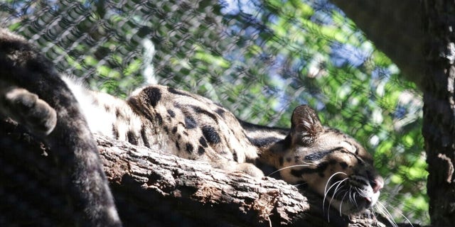 In this undated image provided by the Dallas Zoo, a clouded leopard named Nova rests on a tree limb in an enclosure.