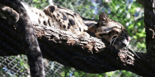 In this undated image provided by the Dallas Zoo, a clouded leopard named Nova rests on a tree limb in an enclosure.